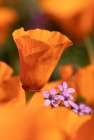 California Close-up of California poppy Art Print